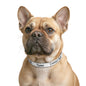 Personalized Clip-On Pet Collar — Custom Name & Contact Info