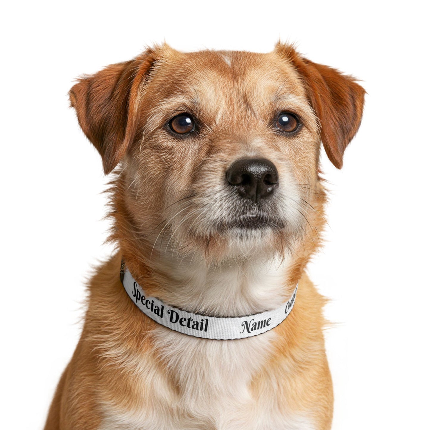 Personalized Clip-On Pet Collar — Custom Name & Contact Info